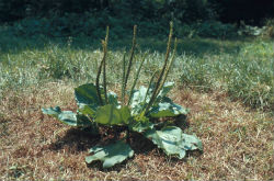 車前草的功效與作用分別有什么