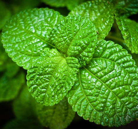 消炎抗菌 薄荷的功效與作用和食用方法介紹