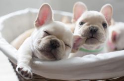 跳蚤怕什么味道 如何預(yù)防家里生跳蚤