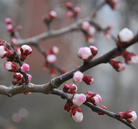 活血散瘀 杏枝的功效作用和選方介紹