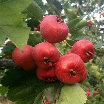 山楂的功效與作用  可治療痛經(jīng)