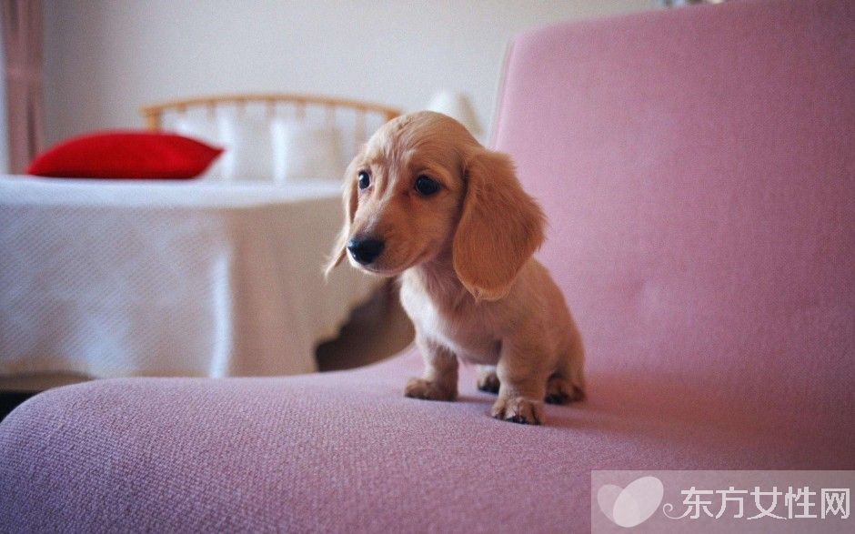 跳蚤怕什么味道 如何預(yù)防家里生跳蚤