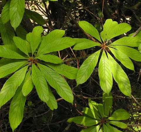 解表止咳 筆羅子的功效與作用介紹