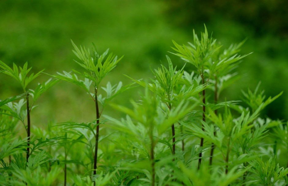 艾葉如何治療濕疹 孕婦濕疹可以用艾葉嗎
