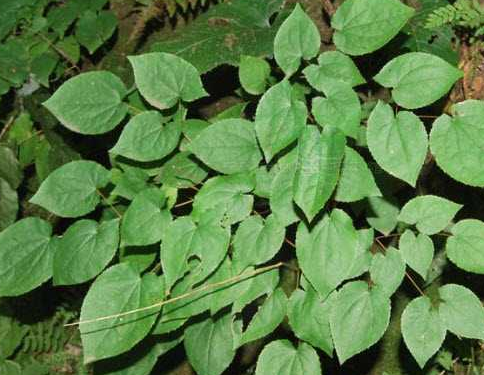 教你懂得仙靈脾的功效與作用