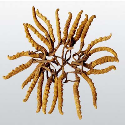 蟲草花的功效與作用及簡單易懂的吃法