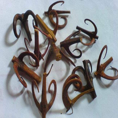 像鉤子樣的神奇中藥，鉤藤的功效與作用