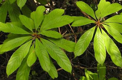 解表止咳 筆羅子的功效與作用介紹