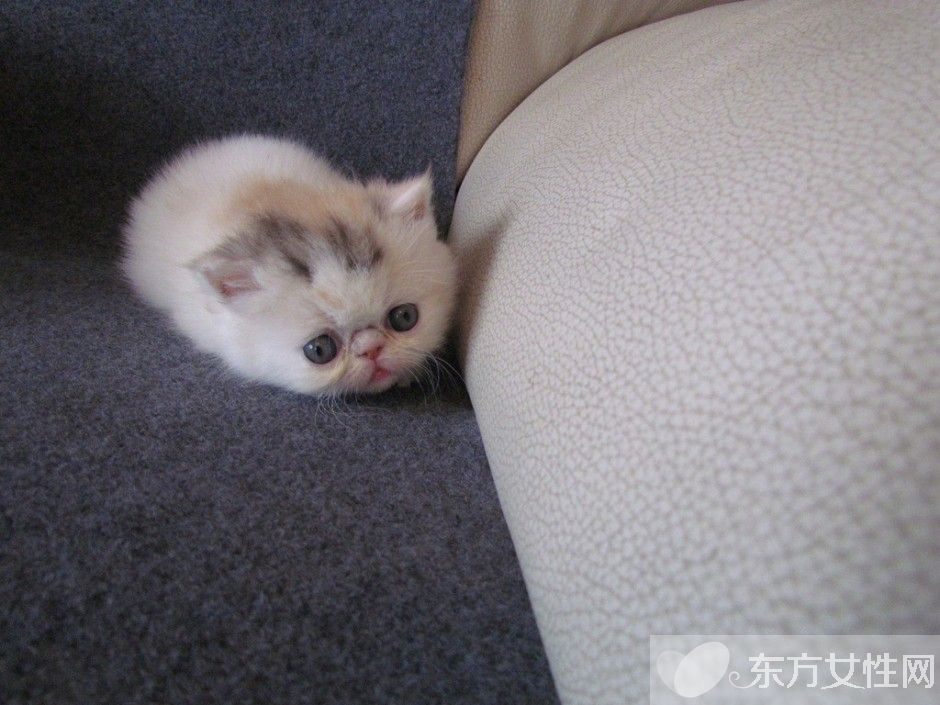 怎么滅螨蟲 螨蟲都在什么地方滋生