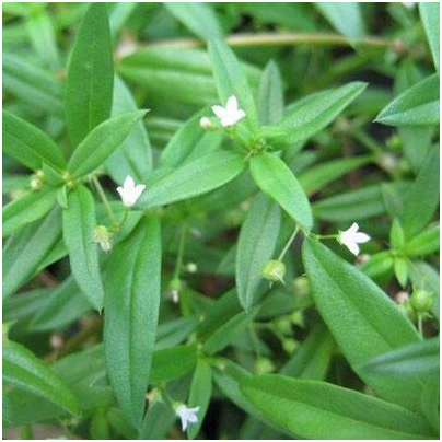 清熱消炎之星白花蛇舌草的功效與作用及食用方法