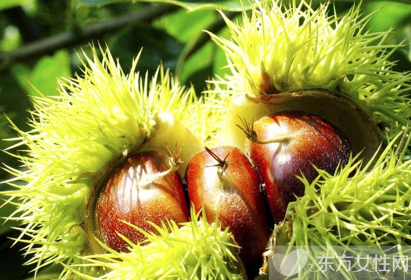 板栗的三大吃法 讓你美味停不下來