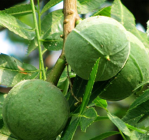 祛風(fēng)除濕 文冠果的作用介紹