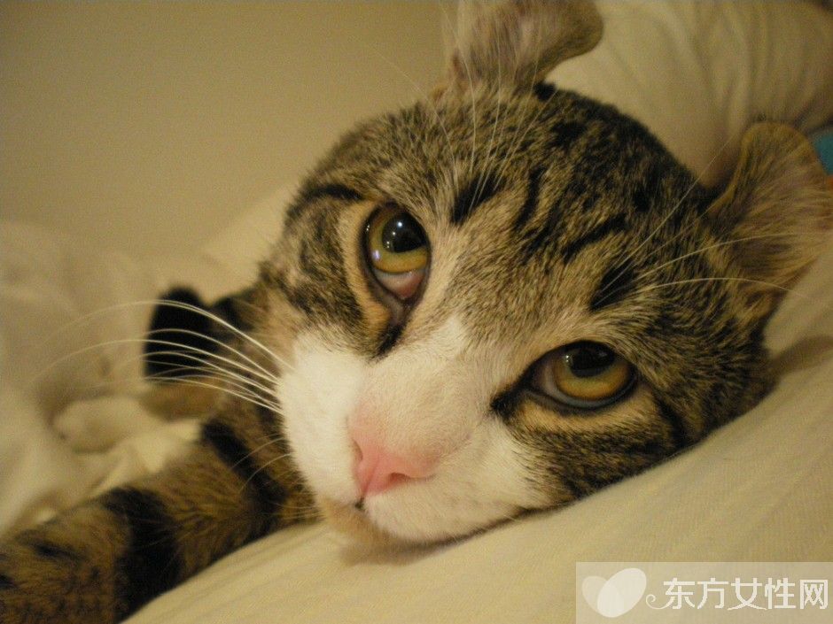 怎么滅螨蟲 螨蟲都在什么地方滋生