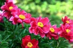 清熱解暑 芍藥花的功效和食用禁忌介紹