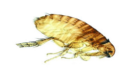 吸血鬼——跳蚤的消滅方法