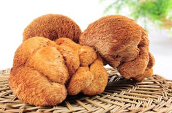 健胃補(bǔ)虛 猴頭菇治療胃病作用介紹