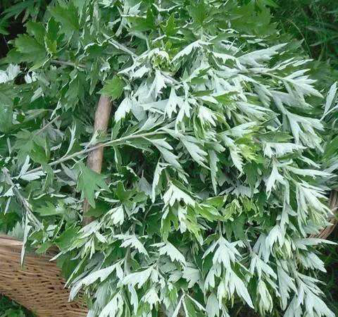 溫通經(jīng)脈 中藥陳艾的功效和副作用介紹