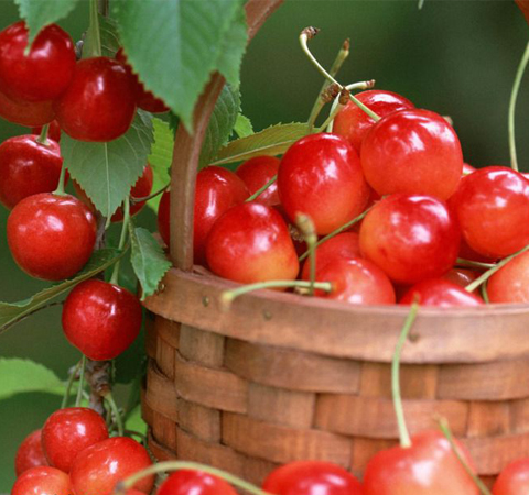 秋季皮膚保養(yǎng) 9種水果讓你擁有滋潤肌膚