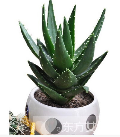 蘆薈怎么美容 蘆薈面膜補(bǔ)水滋潤又消炎