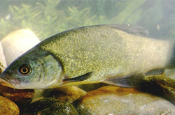 補(bǔ)氣血益脾胃 丁桂魚(yú)的營(yíng)養(yǎng)價(jià)值介紹