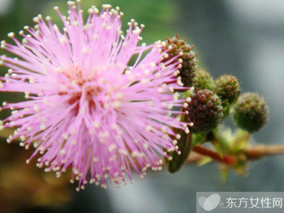 仙人球怎么澆水 仙人球的擺放風(fēng)水禁忌