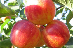 瀉火明目 沙果的營(yíng)養(yǎng)價(jià)值和功效作用介紹