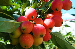 生津止渴 海棠果的功效及食用好處介紹