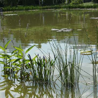 蘆葦根的作用  蘆葦根六大功效