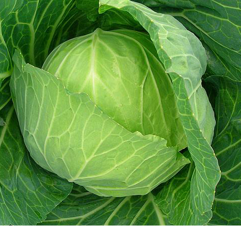 菜中之王 圓白菜的營養(yǎng)價值和食用方法介紹