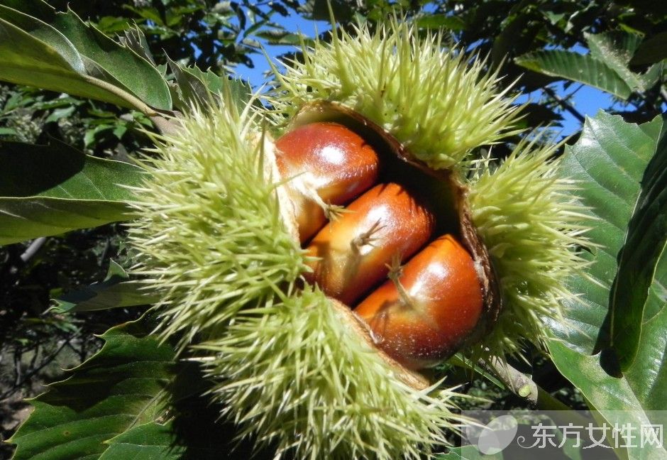 板栗的三大吃法 讓你美味停不下來