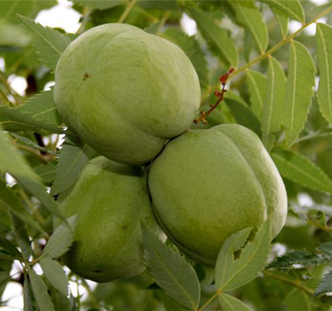 祛風(fēng)除濕 文冠果的作用介紹