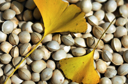 白果治療婦科病 白果怎么吃才更有效果