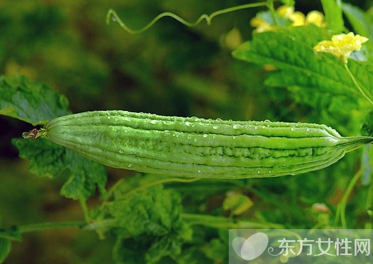 苦瓜怎么吃不苦 推薦夏日苦瓜的4種家常做法