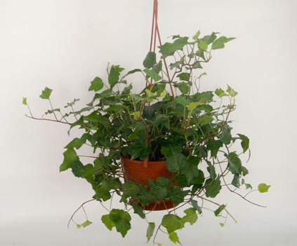 常春藤的作用主要是凈化空氣