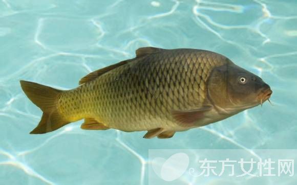 家常鯽魚的做法大全 4款美味做法輕松易學(xué)