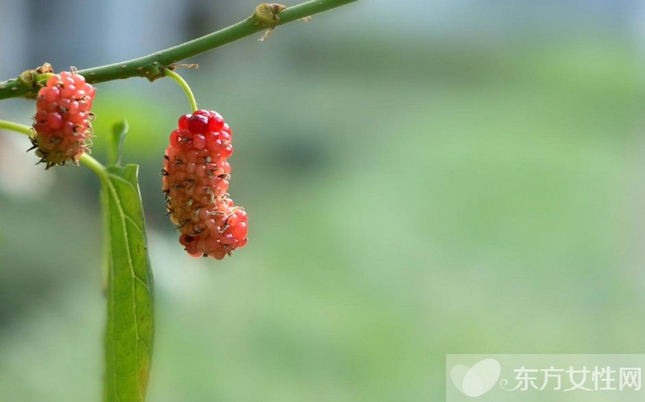 桑葚酒的釀制方法 桑葚泡酒男人可以喝嗎