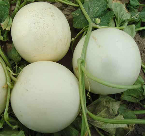 香瓜的營(yíng)養(yǎng)價(jià)值和食用注意事項(xiàng)介紹