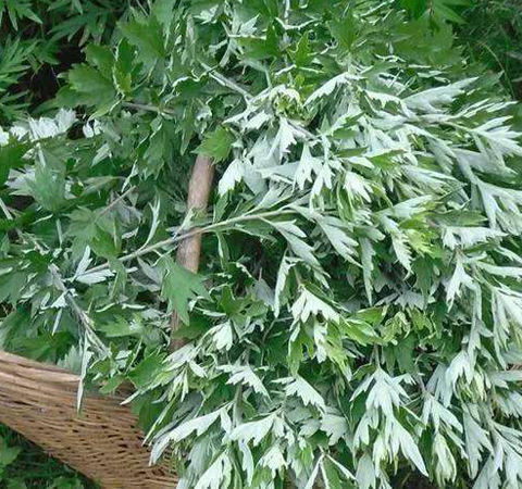 陳艾的作用大 既可養(yǎng)生保健又可防病治病