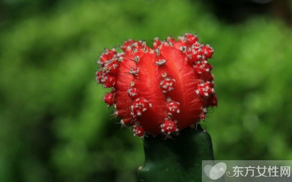 仙人球怎么澆水 仙人球的擺放風(fēng)水禁忌