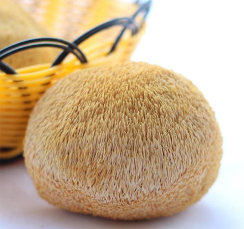 健胃補虛 猴頭菇治療胃病作用介紹