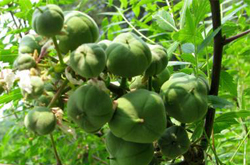 祛風除濕 文冠果的作用介紹