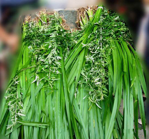 溫通經(jīng)脈 中藥陳艾的功效和副作用介紹