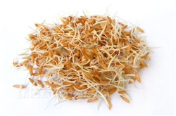 谷芽是什么  谷芽為禾本科植物稻的穎果經(jīng)發(fā)芽而成