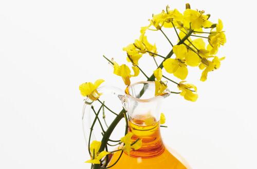 菜籽油的營養(yǎng)價值    軟化血管及延緩衰老