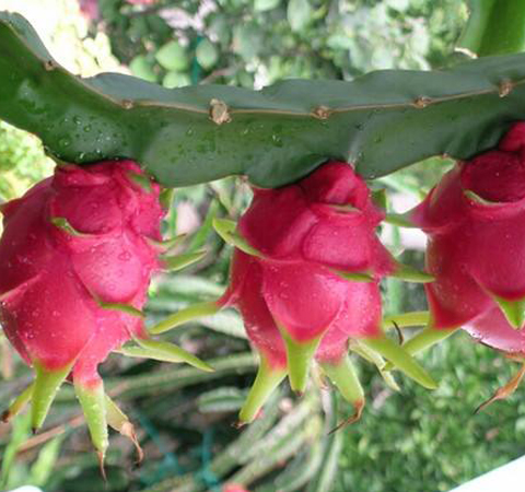 富含營養(yǎng)元素 看看吃火龍果什么好處