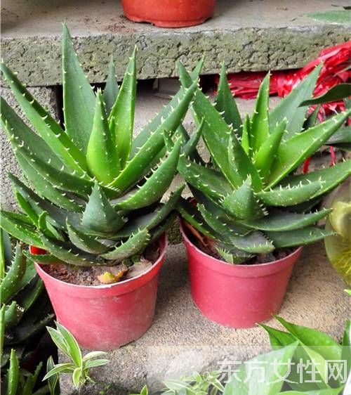 蘆薈怎么美容 蘆薈面膜補(bǔ)水滋潤又消炎