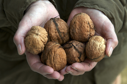 核桃仁的營養(yǎng)價值 對腫瘤有改善癥狀的作用