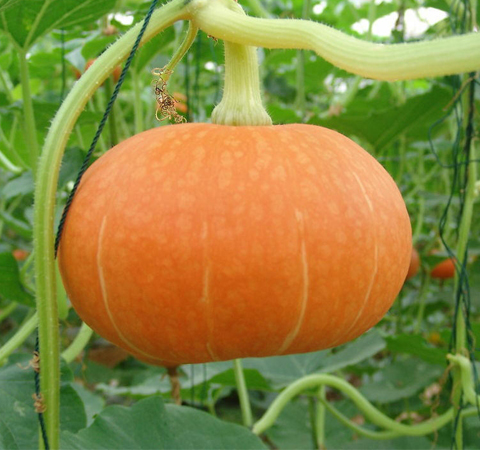 雌性激素食物 五種幫女性補充雌激素的食物