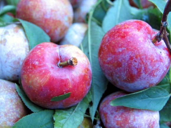 關(guān)于李子的營(yíng)養(yǎng)價(jià)值及適宜人群介紹