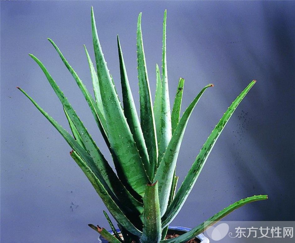 蘆薈怎么美容 蘆薈面膜補(bǔ)水滋潤又消炎